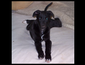 Almost Home for Hounds Greyhounds