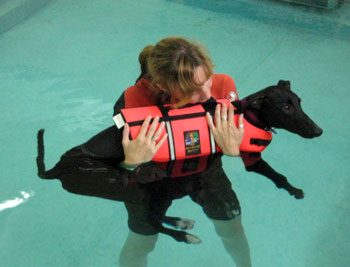 Almost Home for Hounds Greyhounds